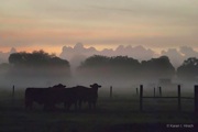 Cattle ranch at dawn